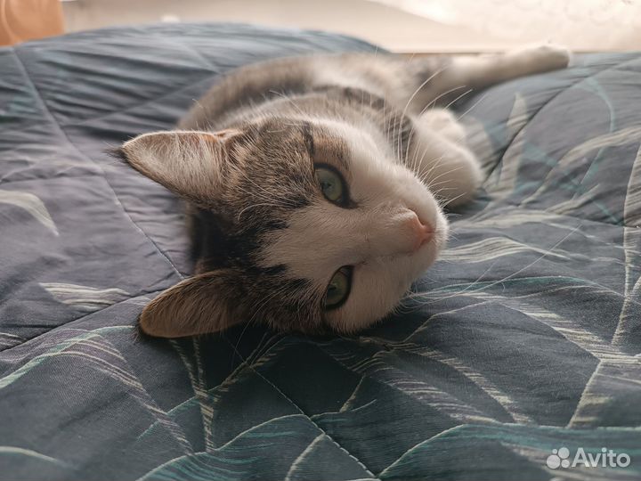 Котик ищет дом