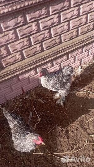 Куры и цыплята кохинхин