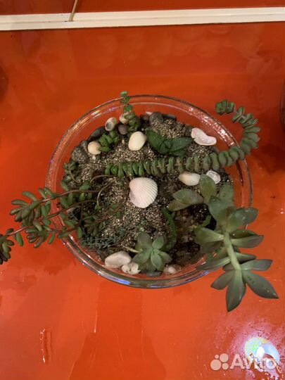 Мини садик из суккулентов