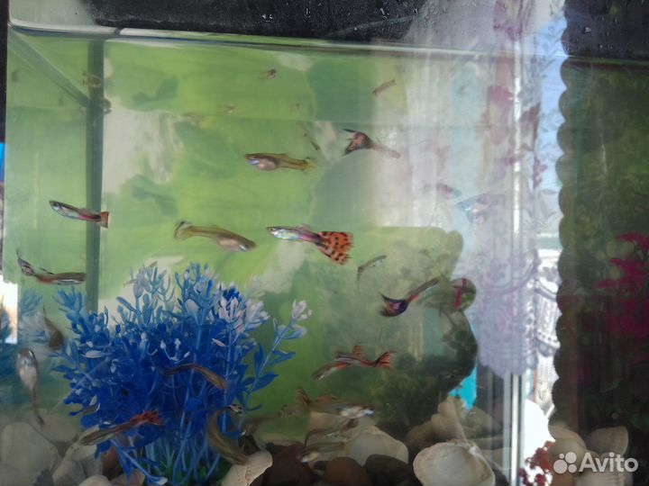 Аквариумные рыбки гуппи