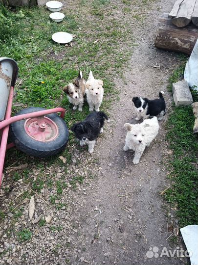 Щенки мелких пород
