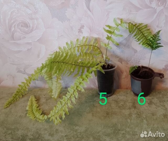 Папоротники разные