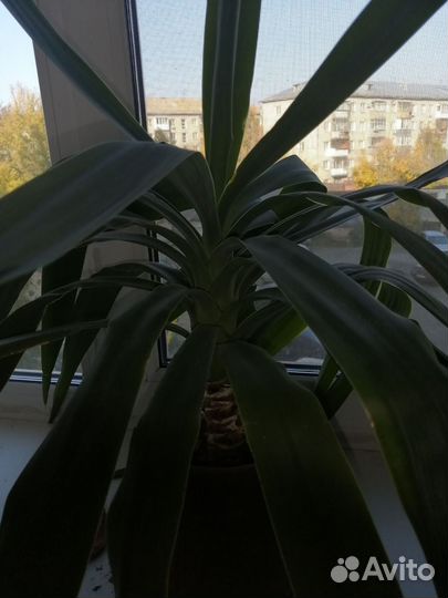 Юкка, деффинбахия, домашняя мята, алоэ