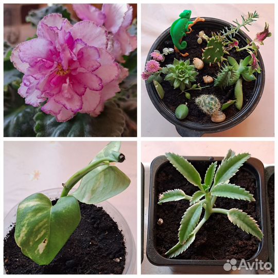 Комнатные цветы: фиалки,суккуленты и т.д