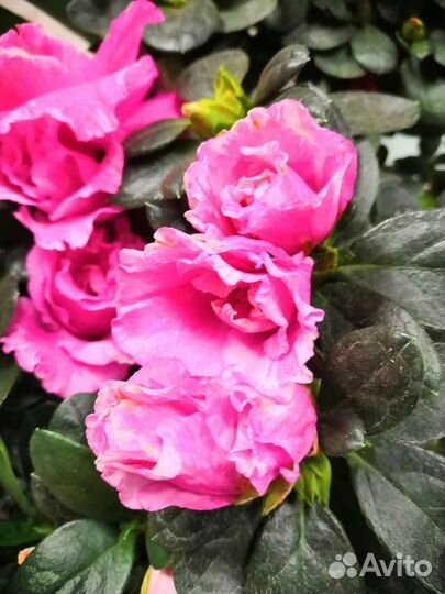 Азалия - Гардения - Рододендрон оптом и в розницу