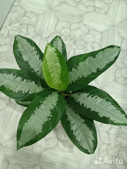 Аглаонема Паттая бьюти