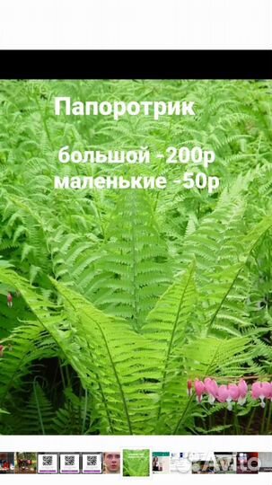 Многолетники садовые