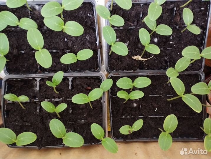 Рассада огурцов, кассабана Рамблер