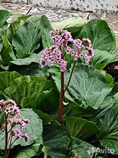 Ирисы, хосты,бадан