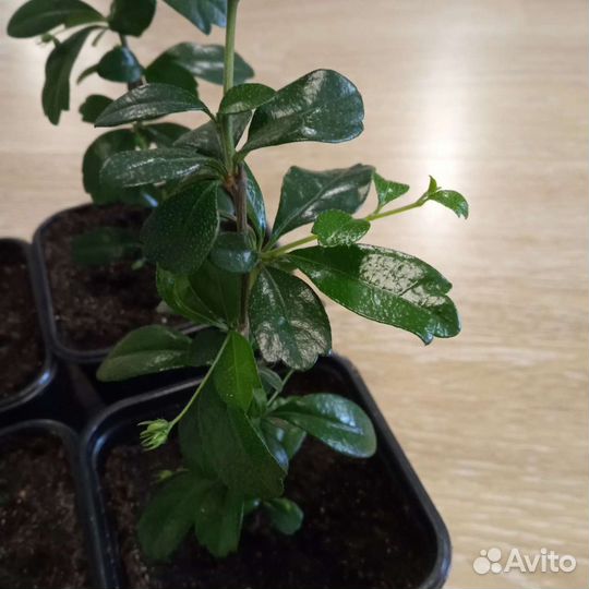 Кармона мелколистная