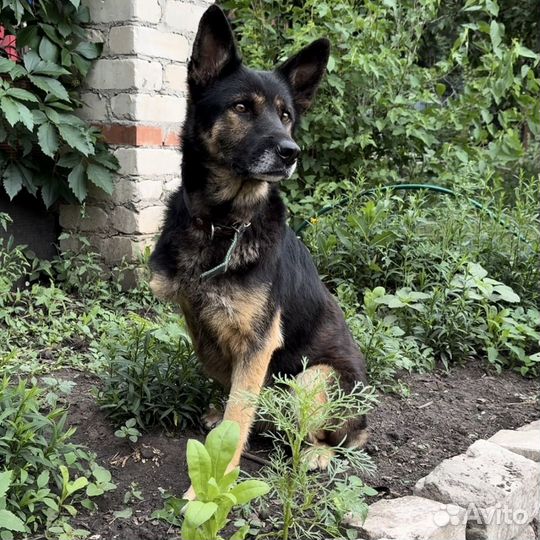 Собака в добрые руки