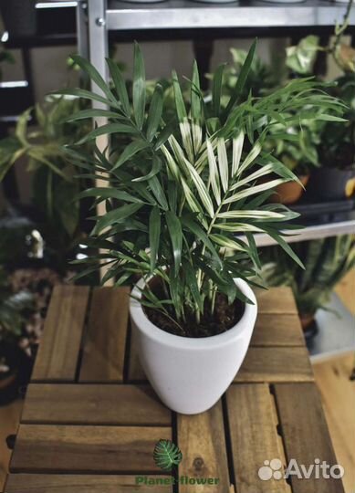 Рео Эпипремнум