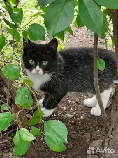 Возьмите котенка