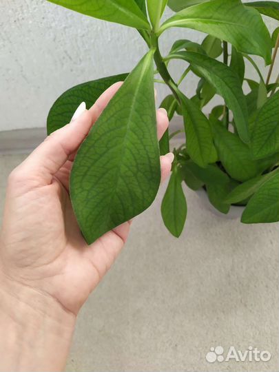 Синадениум granta (