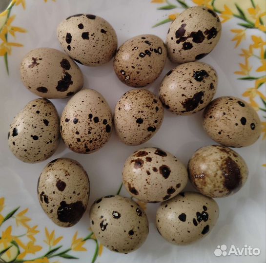 Домашние перепелиные яйца