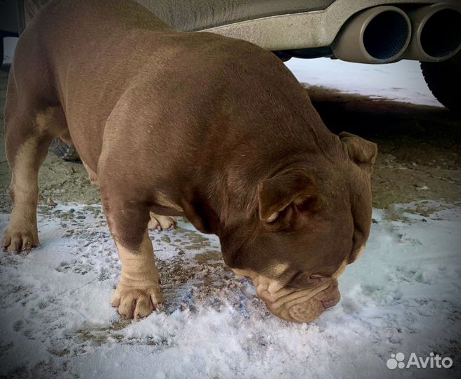 Вязка Микро Ам Булли импорт Испания 32 см шоко три