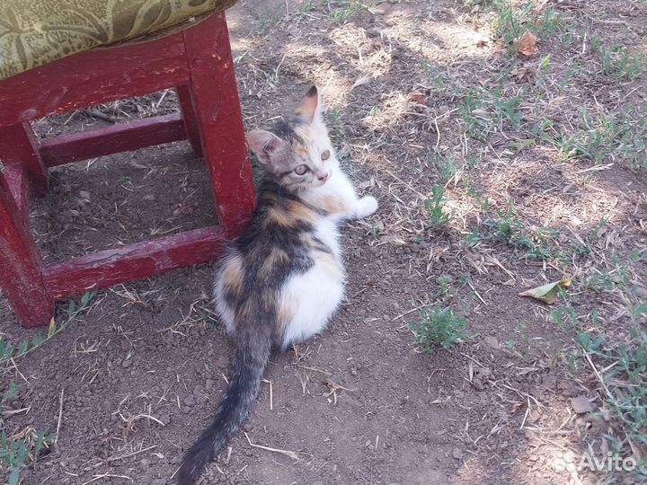 Отдам бесплатно в добрые руки. Девочка Василиса