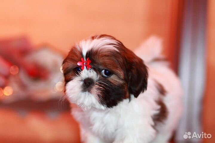 Очень красивые девочки и мальчики ши-тцу