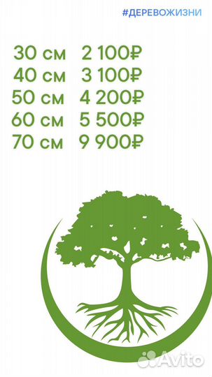 Картина из стабилизированного мха