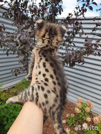 Саванны ф1, мальчики