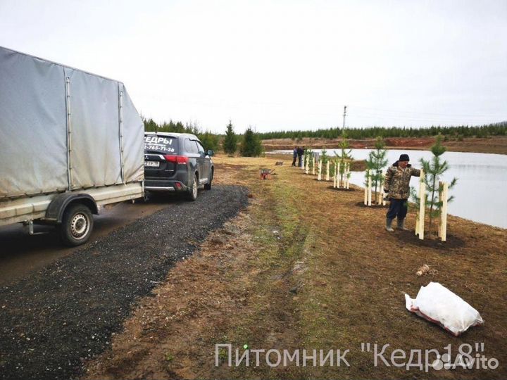 Сибирский кедр