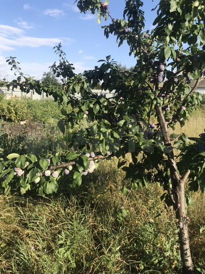 Участок 13 сот. (ИЖС)