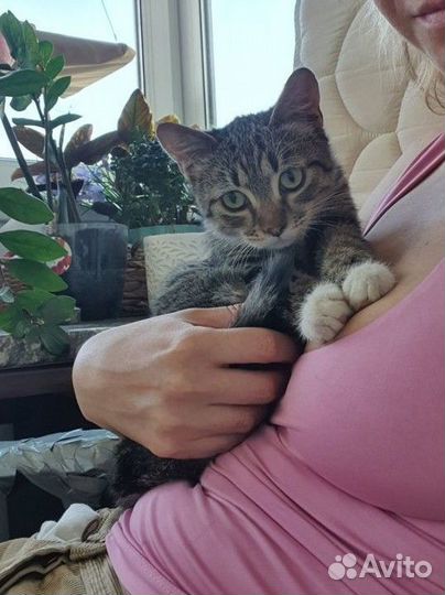 Котенок Бармалейка ищет дом