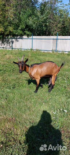 Чешские козы