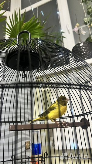 Канарейки овсяночного напева