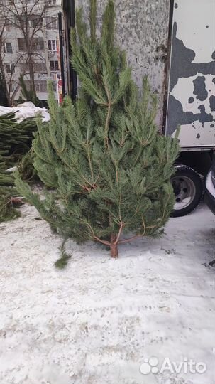 Живые елки