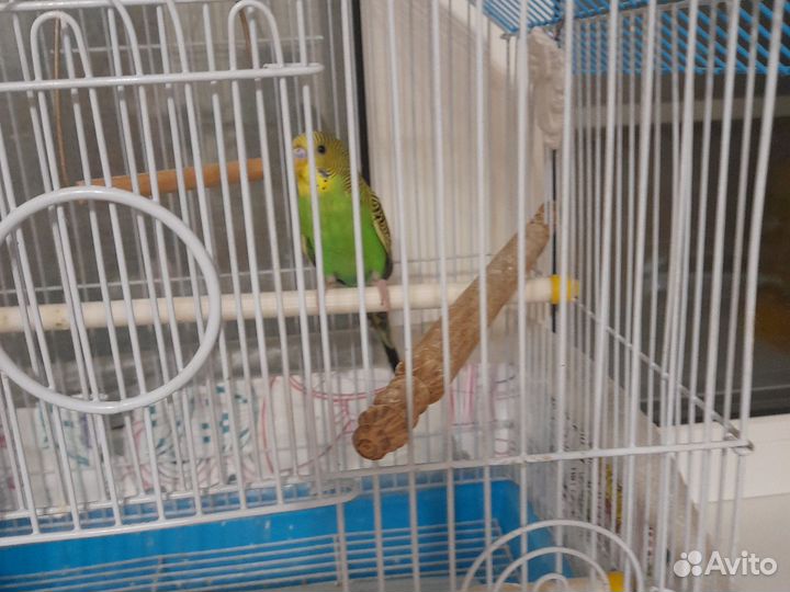 Волнистый попугай с клеткой