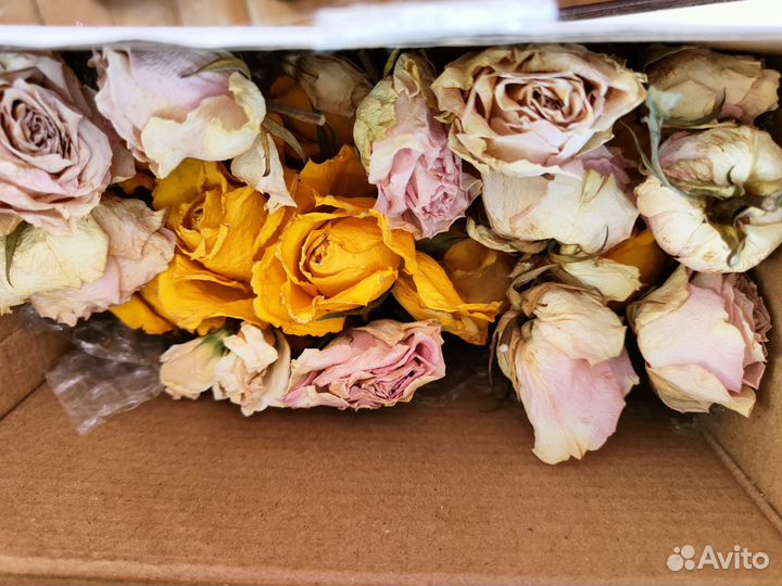 Сухоцветы розы гипсофила веточки гербарий