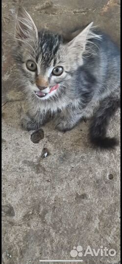 Раздаю маленьких и ласковых котят