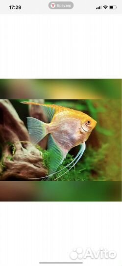 Рыбки скалярии