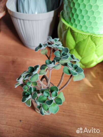 Сансевиерия, аихризон, дримиопсис