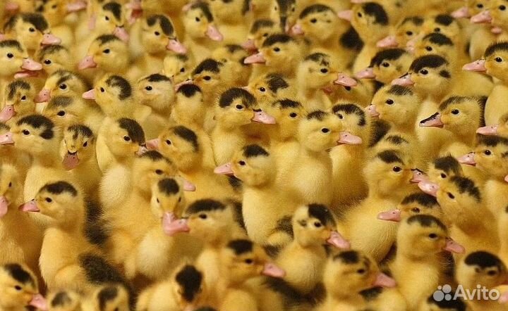 Цыплята, Гусята, Утята, Муларды, Мускусные утки