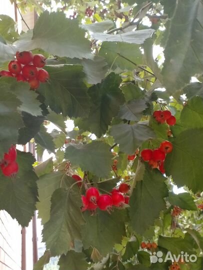 Боярышник плоды