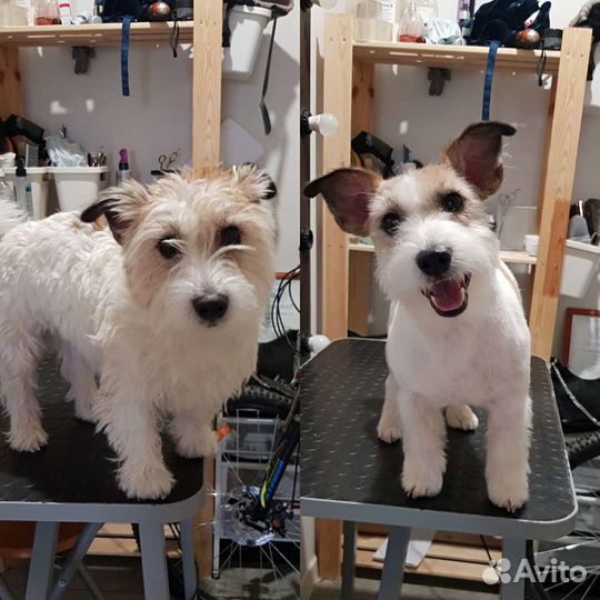 Грумер стрижка собак