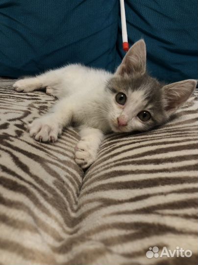 Котенок девочка