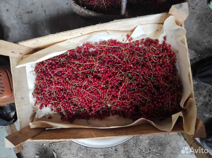 Крыжовник и красная смородина