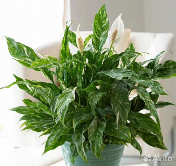 Спатифиллум gemini