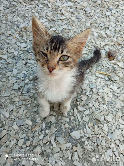 Кошечка, в добрые и ответственные руки