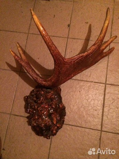 Рога лосиные на березовом капе