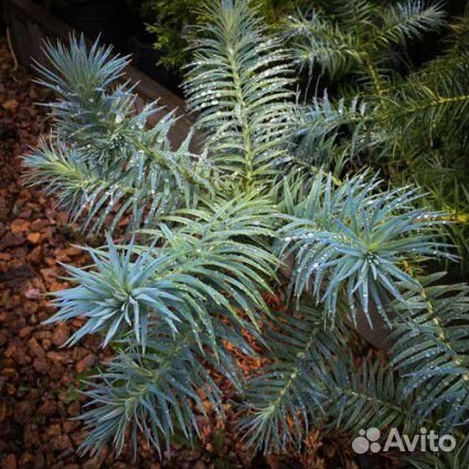 Куннингамия - китайская ель, домашняя елка