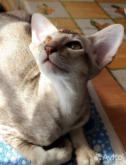 Ориентальные котята