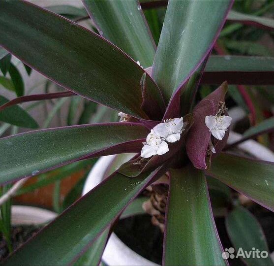 Рео растение