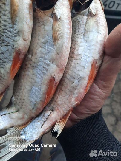 Таран вяленная