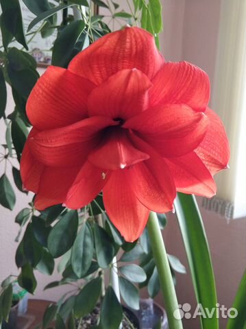 Гиппеаструмы