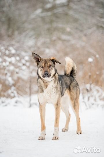 Пристраивается пес на охрану