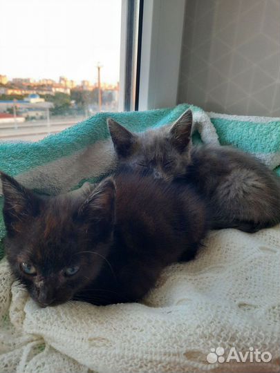 Котята в добрые руки